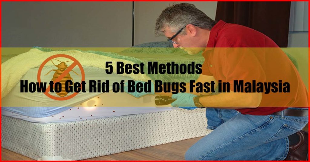 Top 5 Best Methods How to Get Rid of Bed Bugs Fast Malaysia