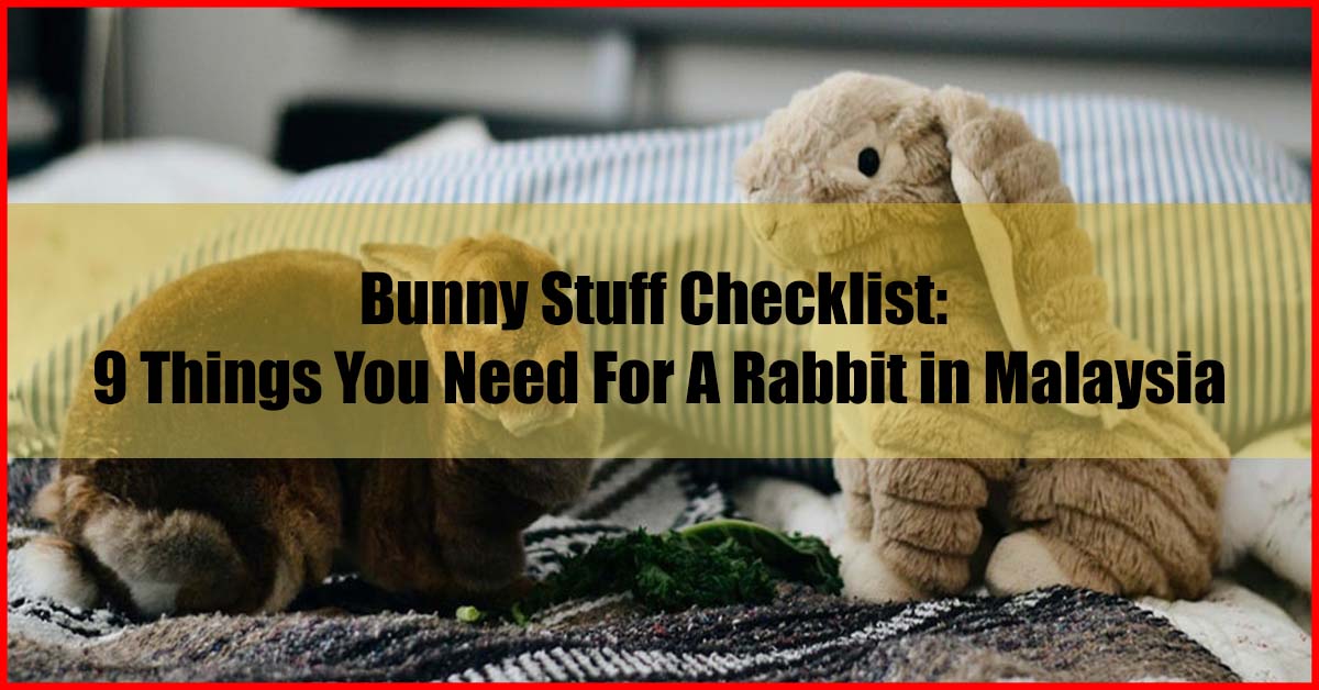Bunny Stuff Checklist 9 Things You Need For A Rabbit in Malaysia