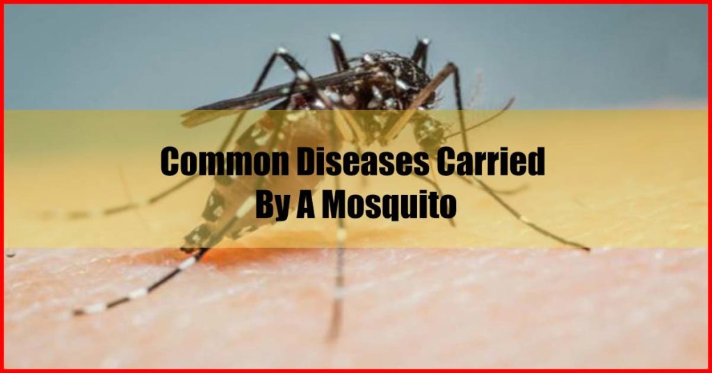 Common Diseases Carried By A Mosquito Malaysia