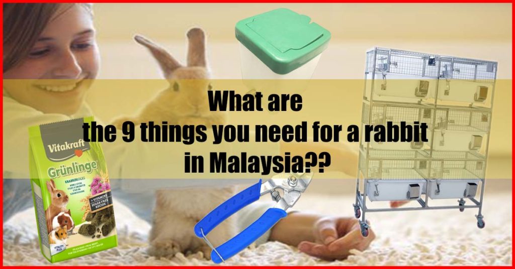 What are the 9 things you need for a rabbit in Malaysia
