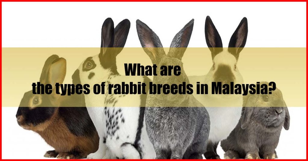 What are the types of rabbit breeds in Malaysia