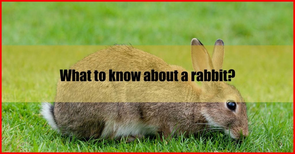 What to know about a rabbit Malaysia