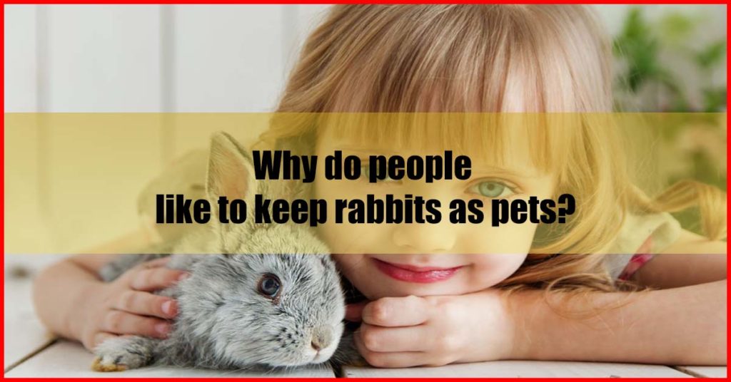 Why do people like to keep rabbits as pets in Malaysia