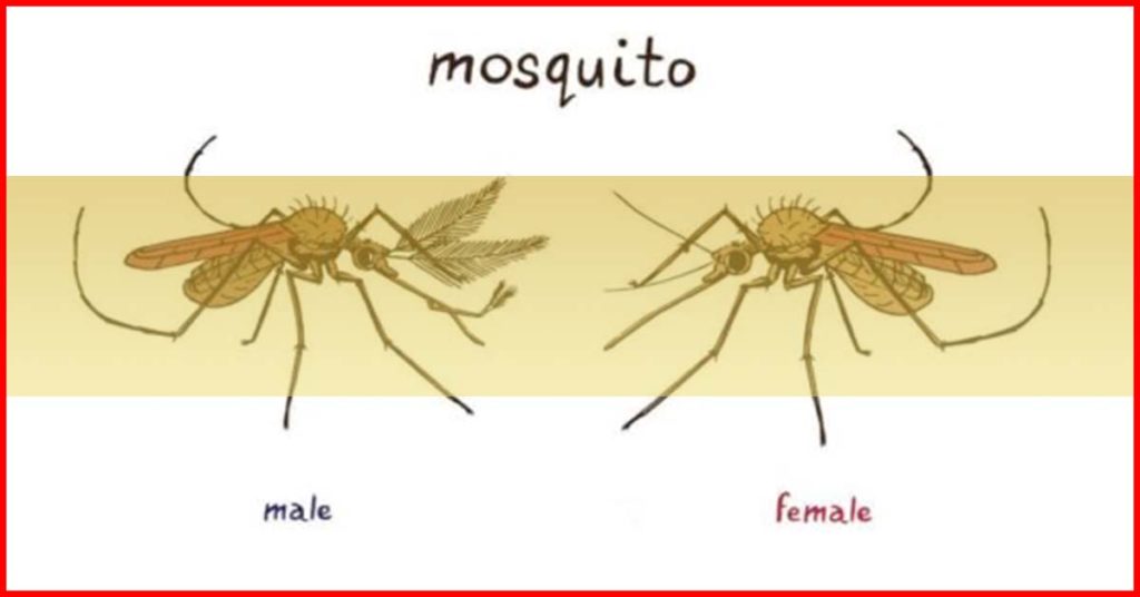 male vs female mosquitoes