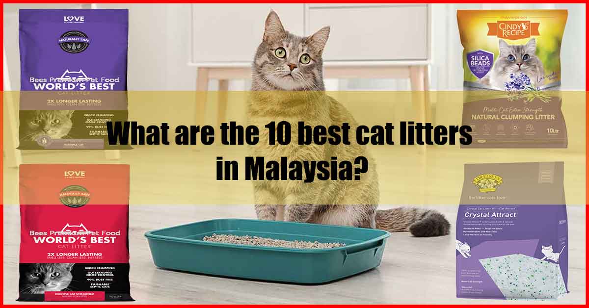 What are the 10 best cat litters Malaysia
